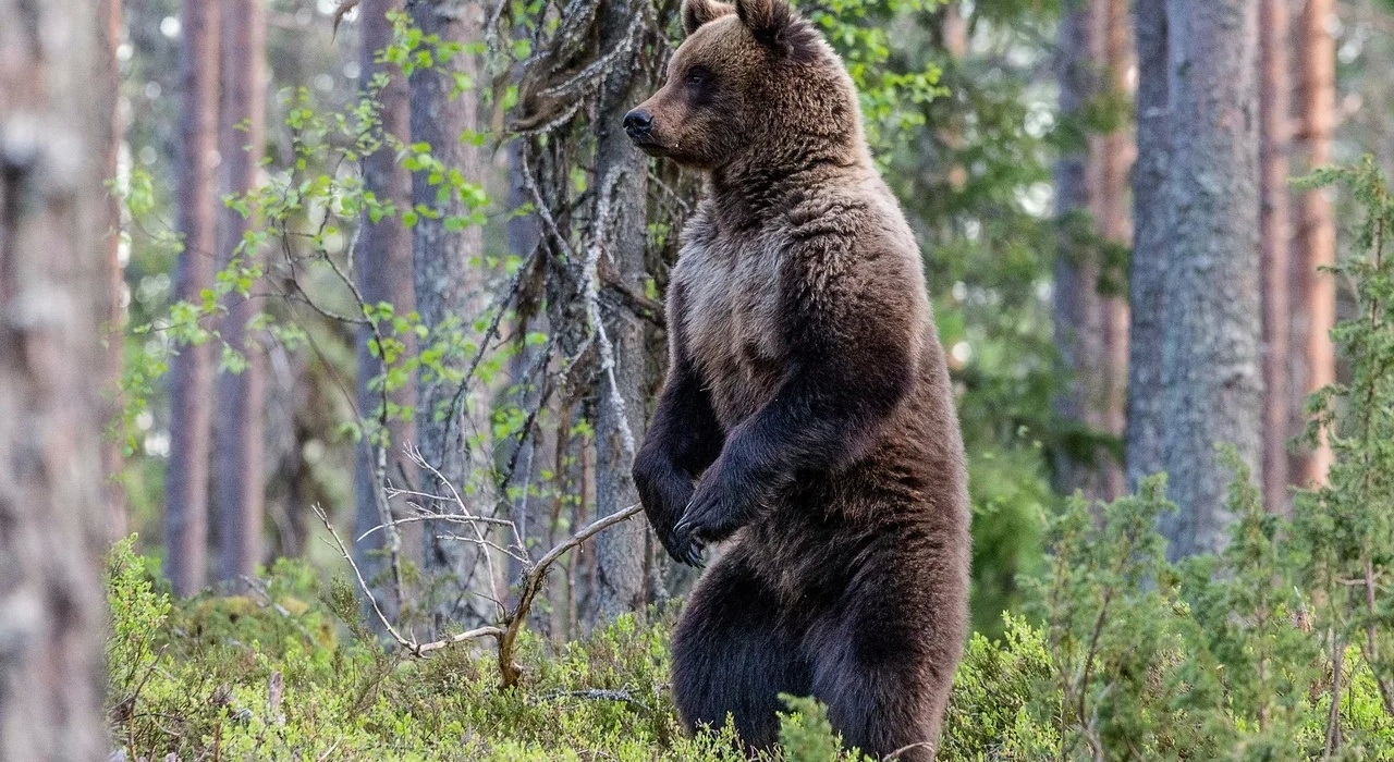 Медведь Кологривский лес
