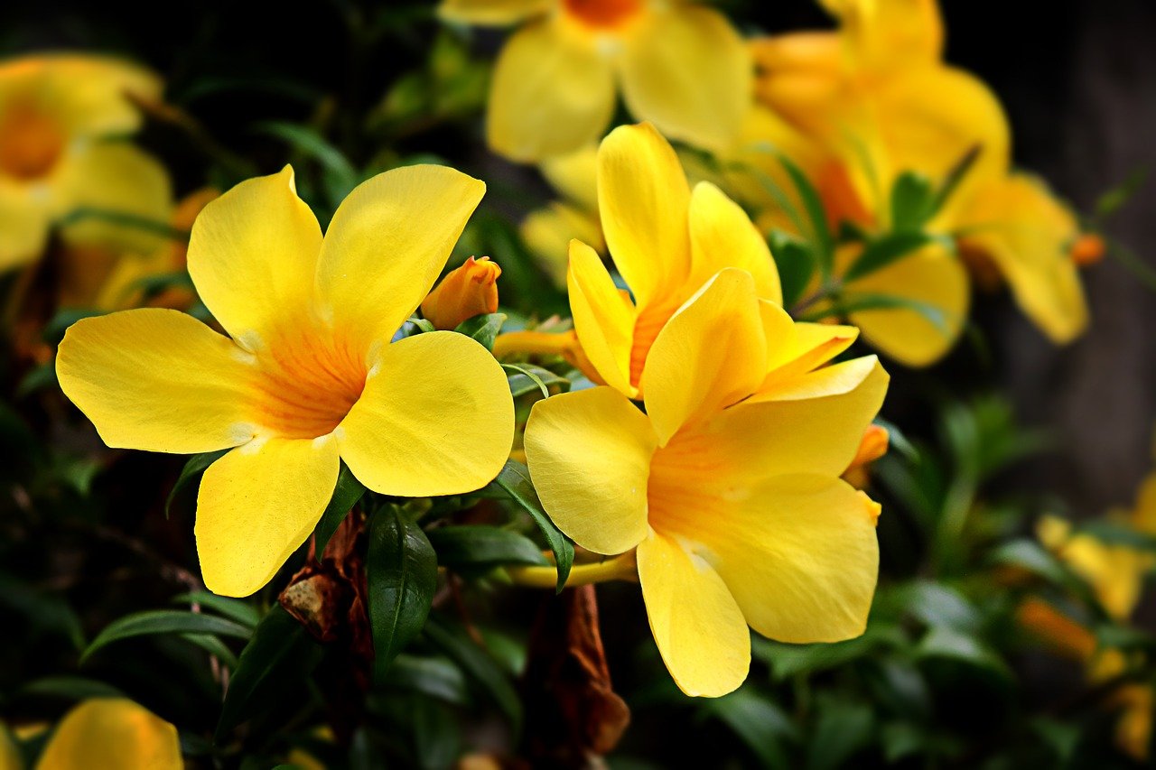 Большие желтые цветы