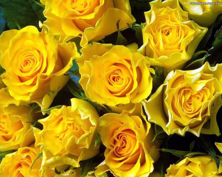 Роза Yellow Meillandina