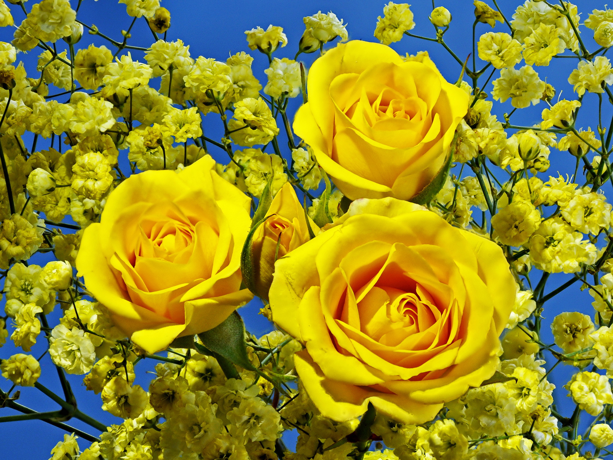 Желтые шикарные цветы
