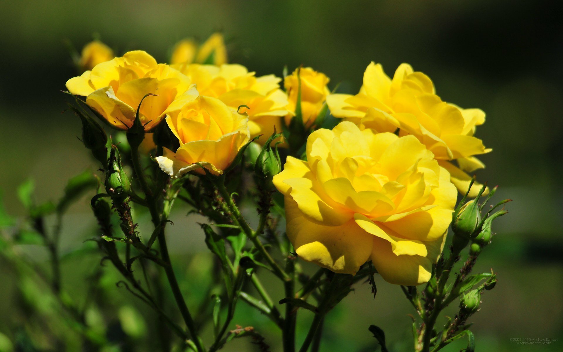 Желтые прекрасные цветы