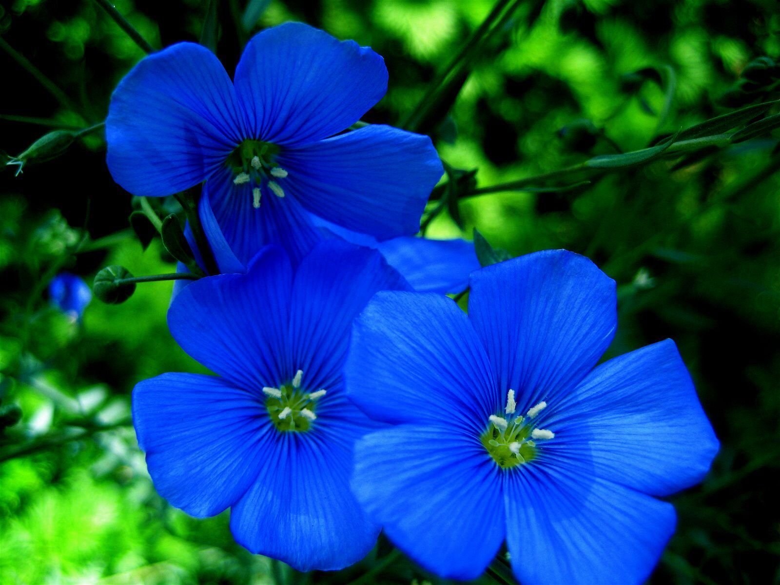 Садовые цветы синие и голубые