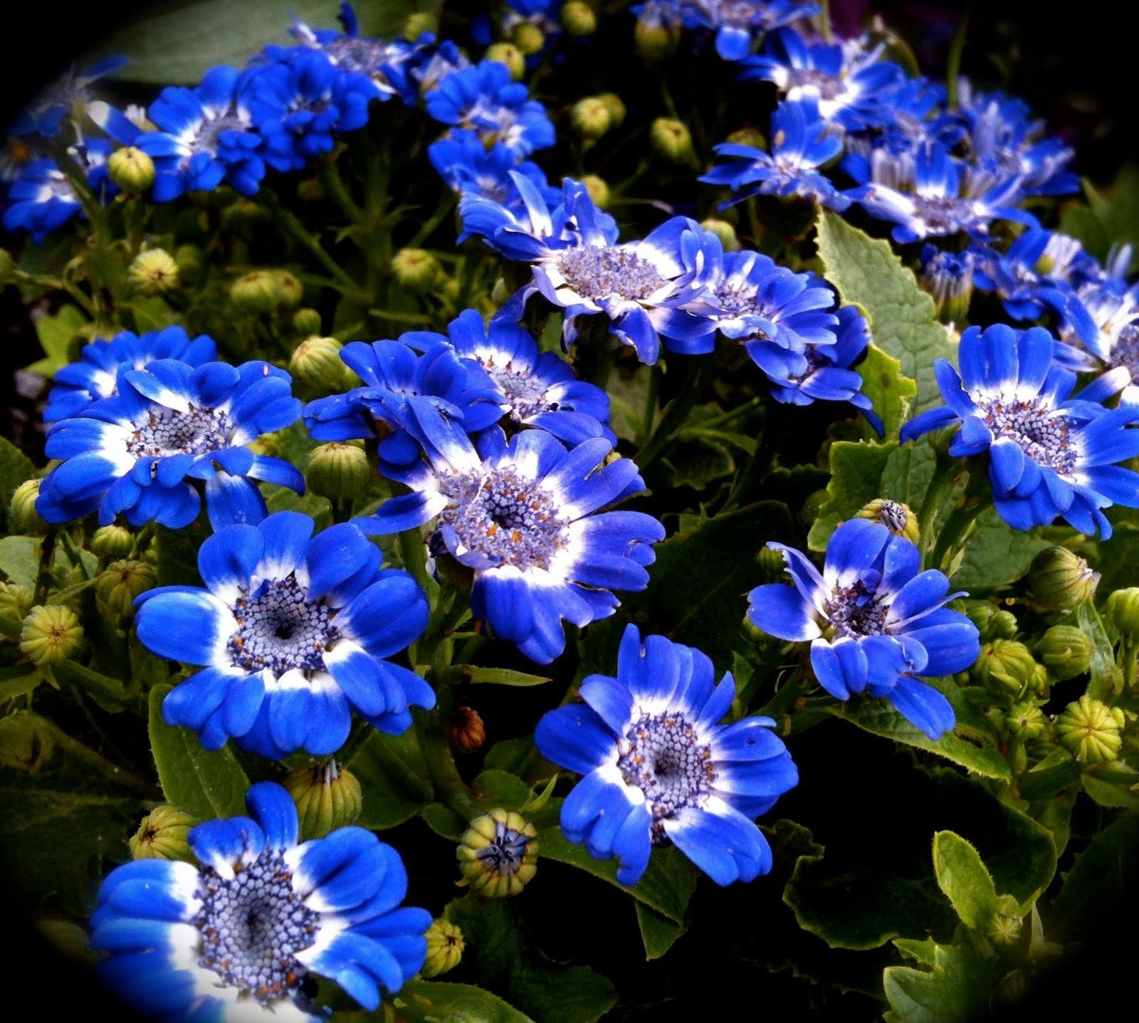 Синенькие цветочки однолетки
