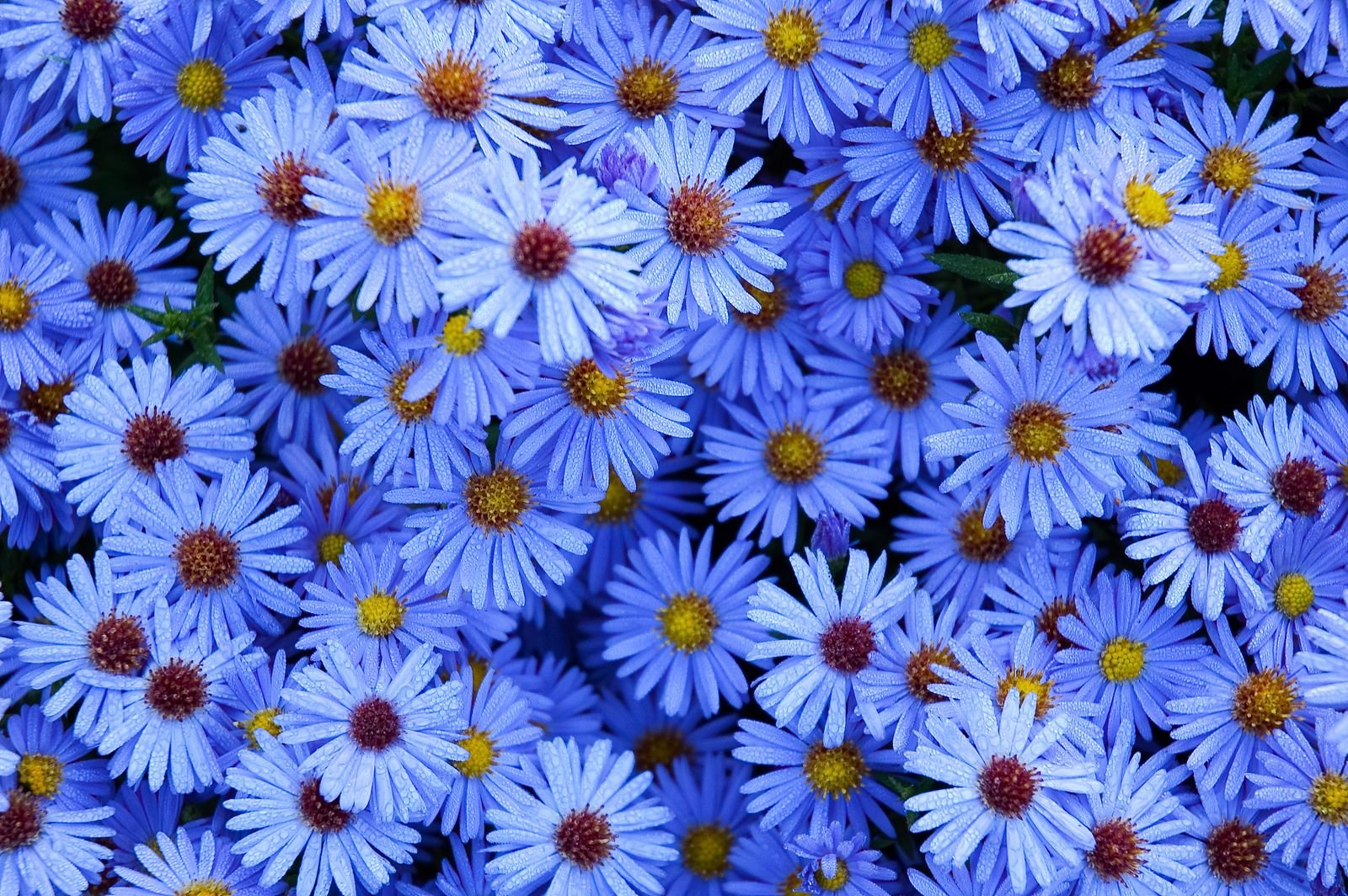 Синие хризантемы сентябринки