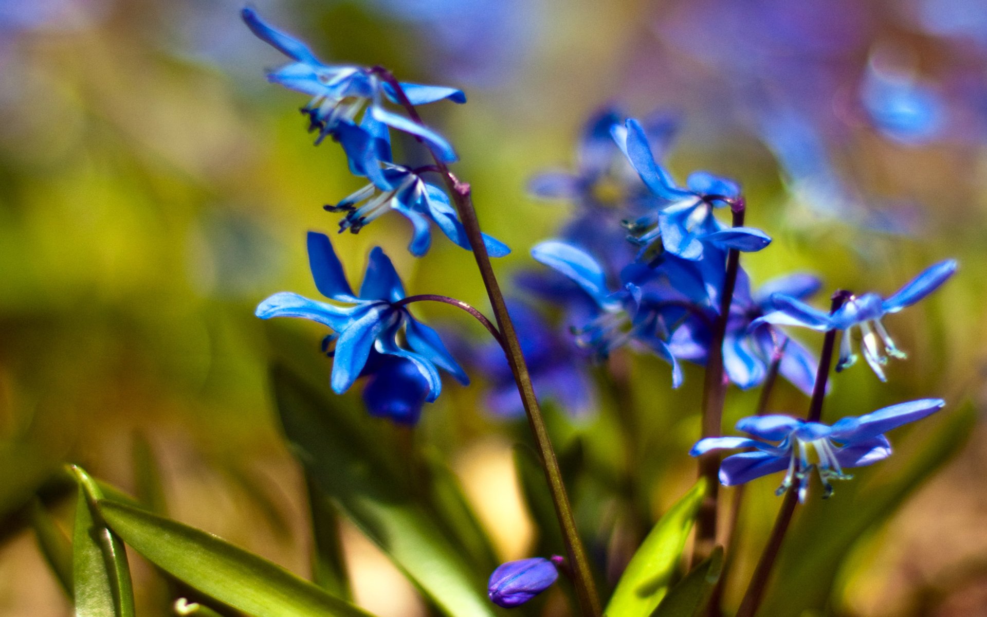 Голубые первоцветы пролески