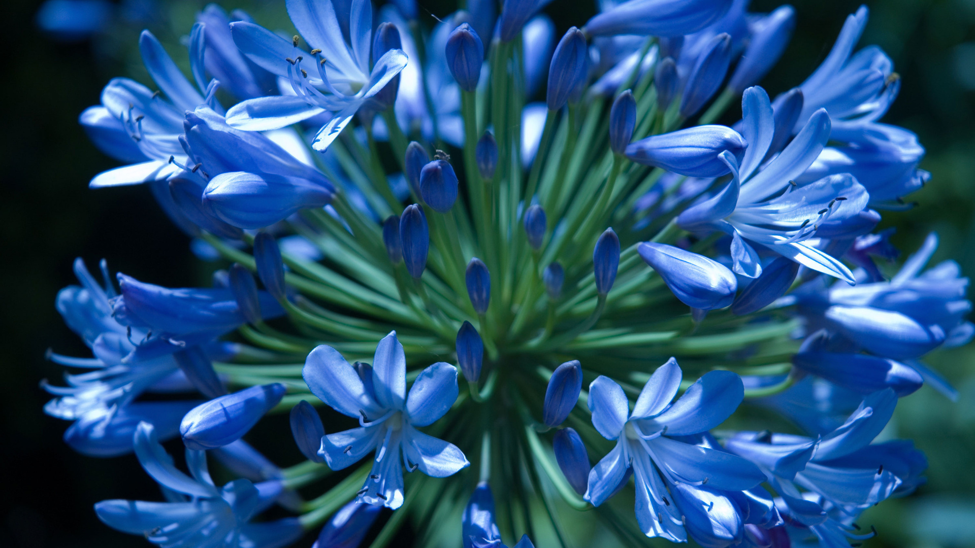 Синенькие голубые цветы