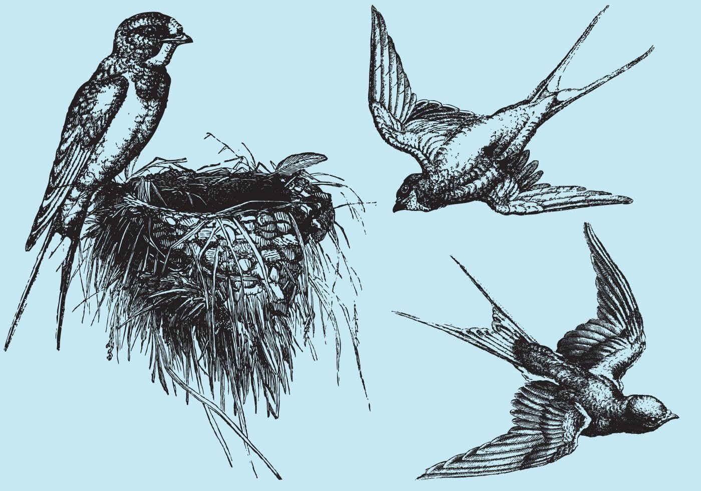 Птицы в полете гравюра