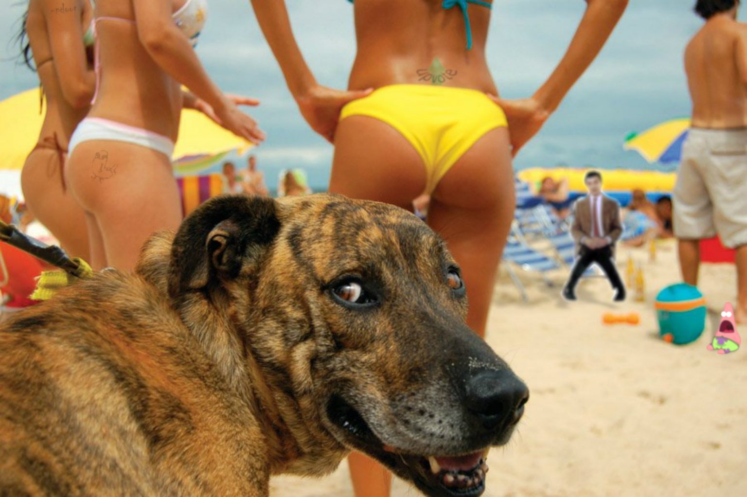 Девушка и собака на пляже смешно