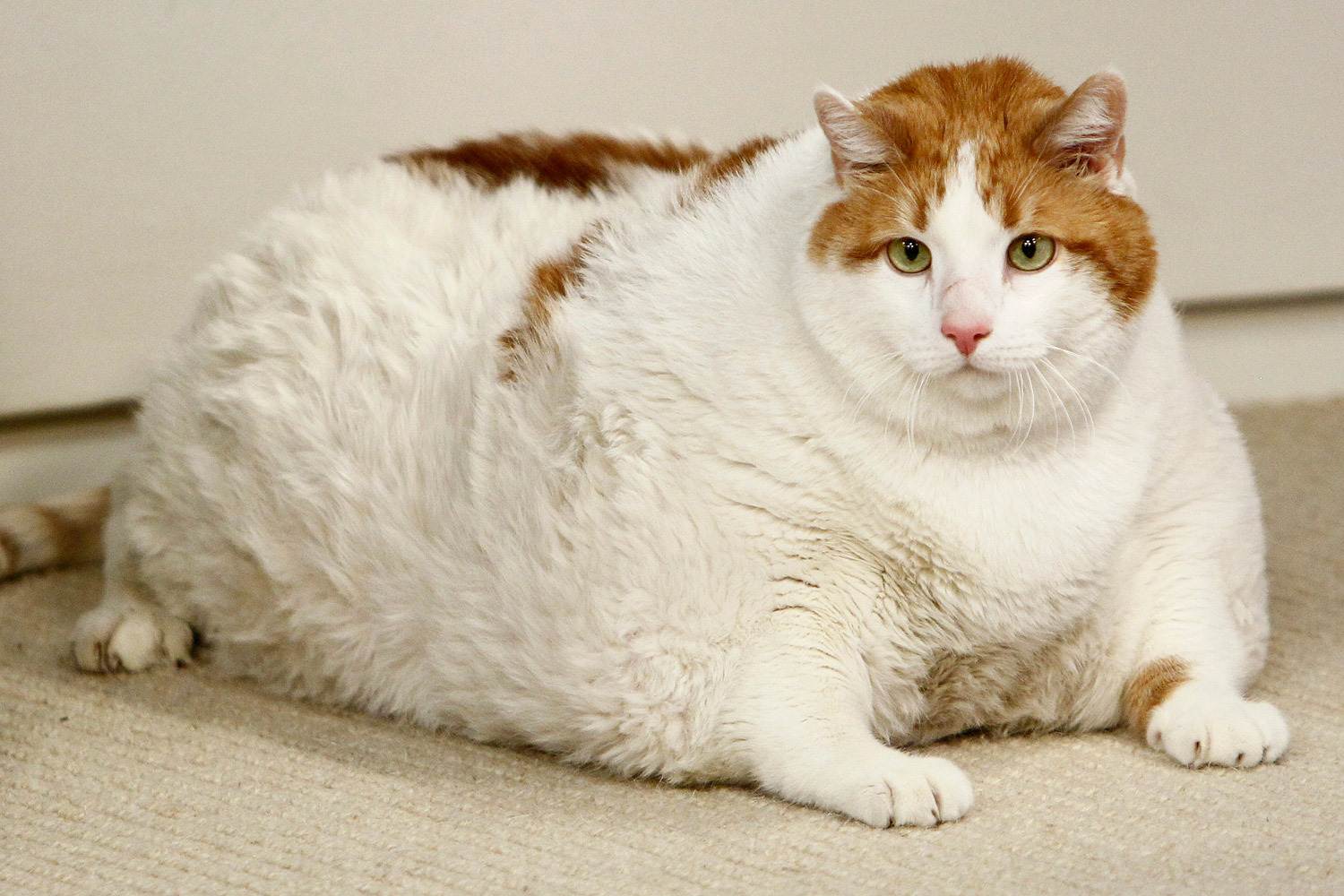 Самый жирный кот
