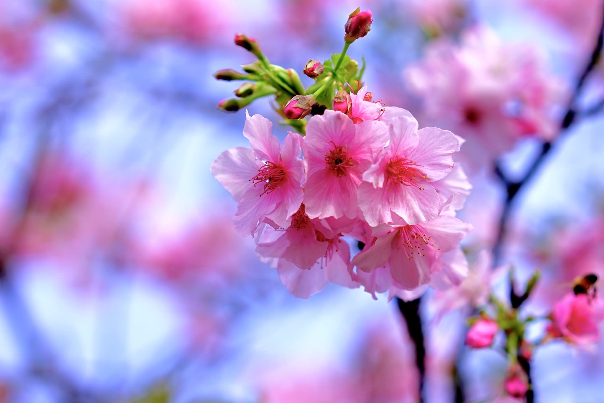 Весна Сакура