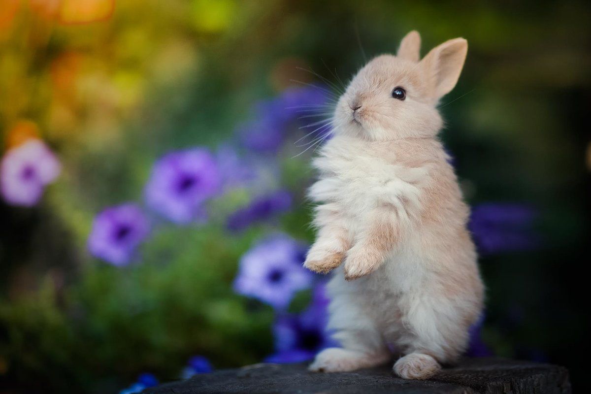 Красивые кролики маленькие