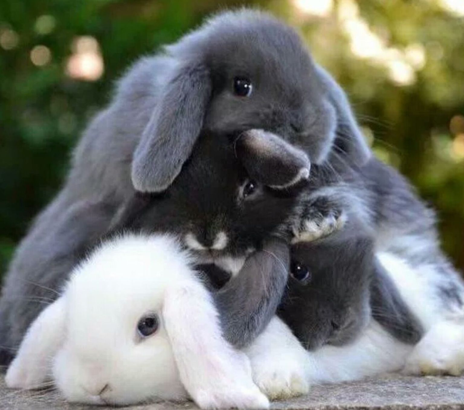 Кролики милашки